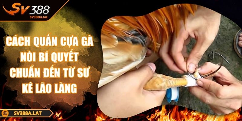 cach-quan-cua-ga-noi