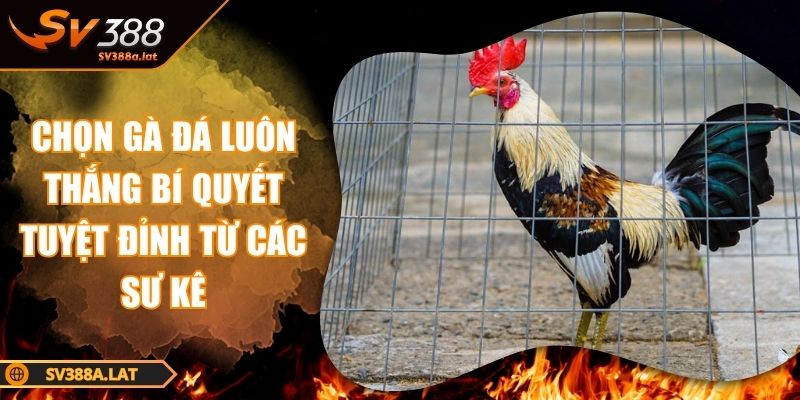 chon-ga-da-luon-thang